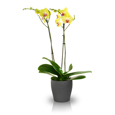 Orchidea Gialla