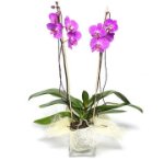 Consegna Graziosa Orchidea