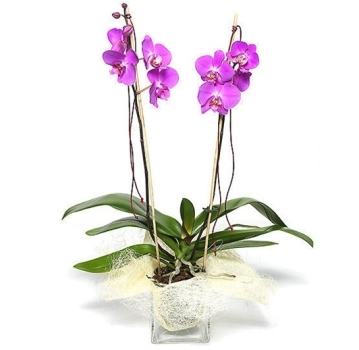 Orchidea Rosa