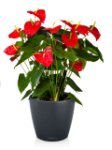 Consegna Anthurium