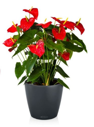 Anthurium