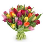 Consegna Colorful Tulips