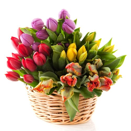 Allegria di Tulipani