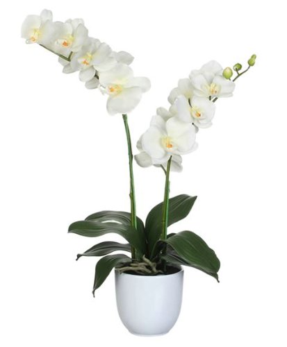 Phalaenopsis