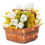 Consegna Mimose e Tulipani white