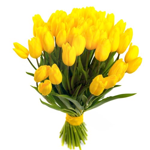 Yellow Tulip