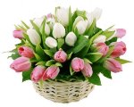 Consegna Tulipani Colorati