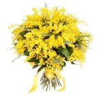 Consegna Mimose