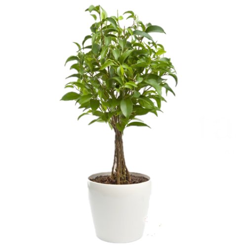 Consegna Ficus Benjamin