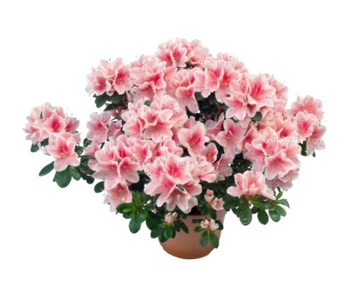 Consegna Azalea