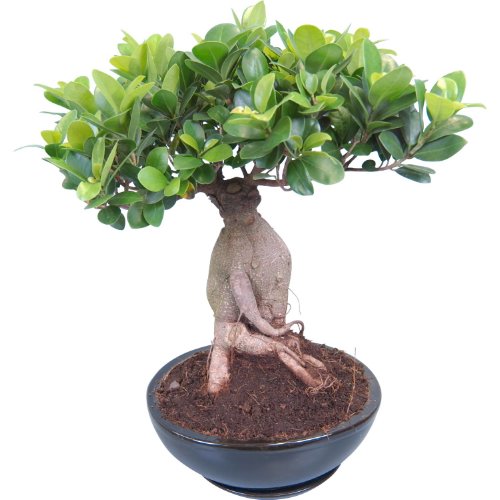 Consegna Bonsai