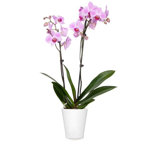 Phalaenopsis