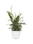 Consegna Spathiphyllum