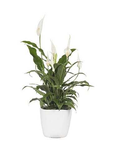 Spathiphyllum