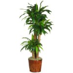 Consegna Dracena