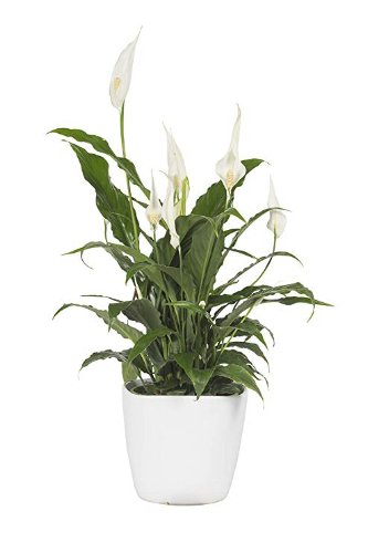 Spatiphyllum